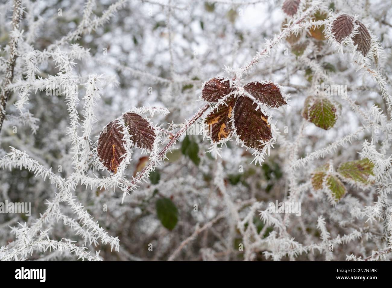 Rubus fruticosus. Bramble leaves covered in a hoar frost in the english countryside Stock Photo