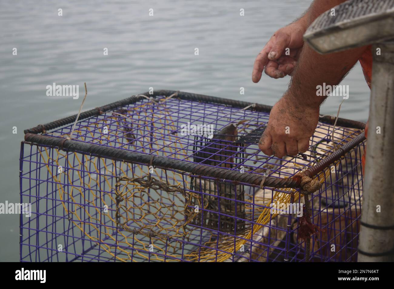 Crab trap or crab pot loaded with a fish head for bait Stock Photo - Alamy