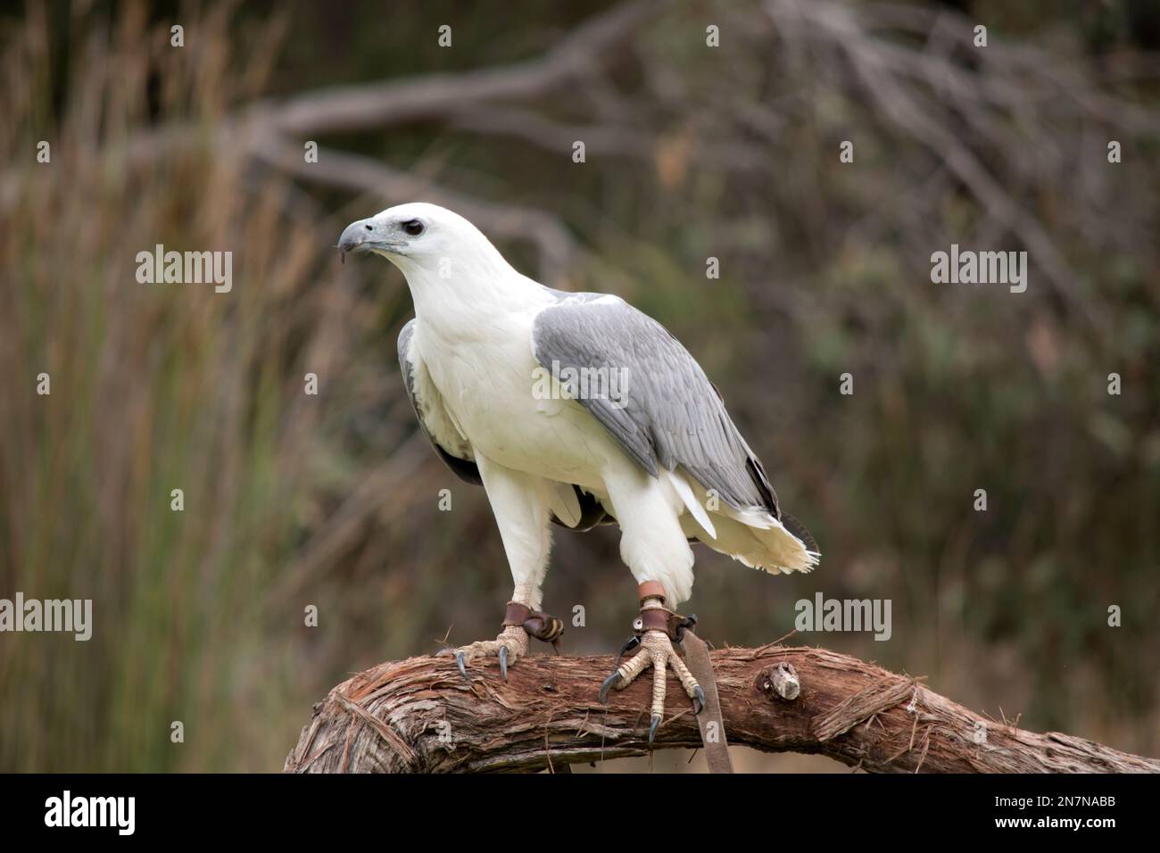 The whitebellied sea eagle also known as the whitebreasted sea eagle