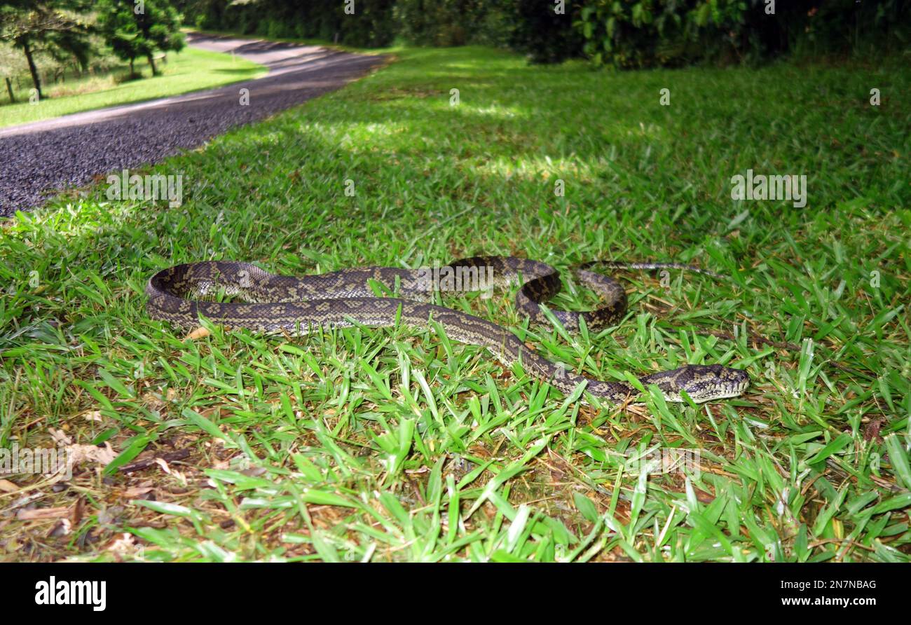 Large carpet python (Morelia spilota) moving away from road, near Ravenshoe, Queensland, Australia Stock Photo