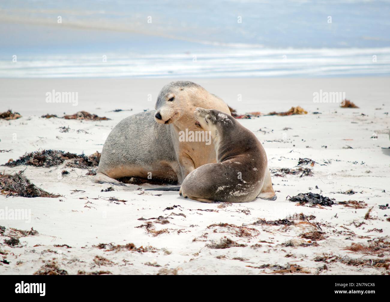 the sea lions are grey on top and white underneath this protects them while swmming in the ocean Stock Photo