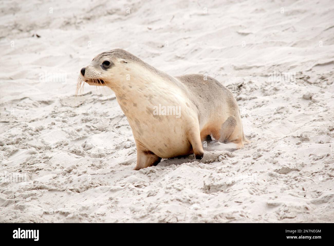 the sea lion pup is waiting on the beach for it mother to return with food Stock Photo