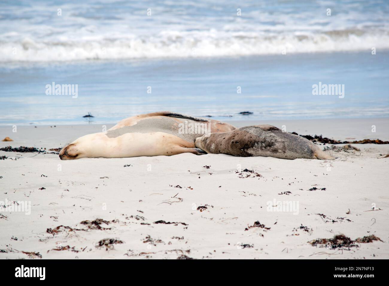 the sea lion is feeding her pup after returning from the ocean Stock Photo