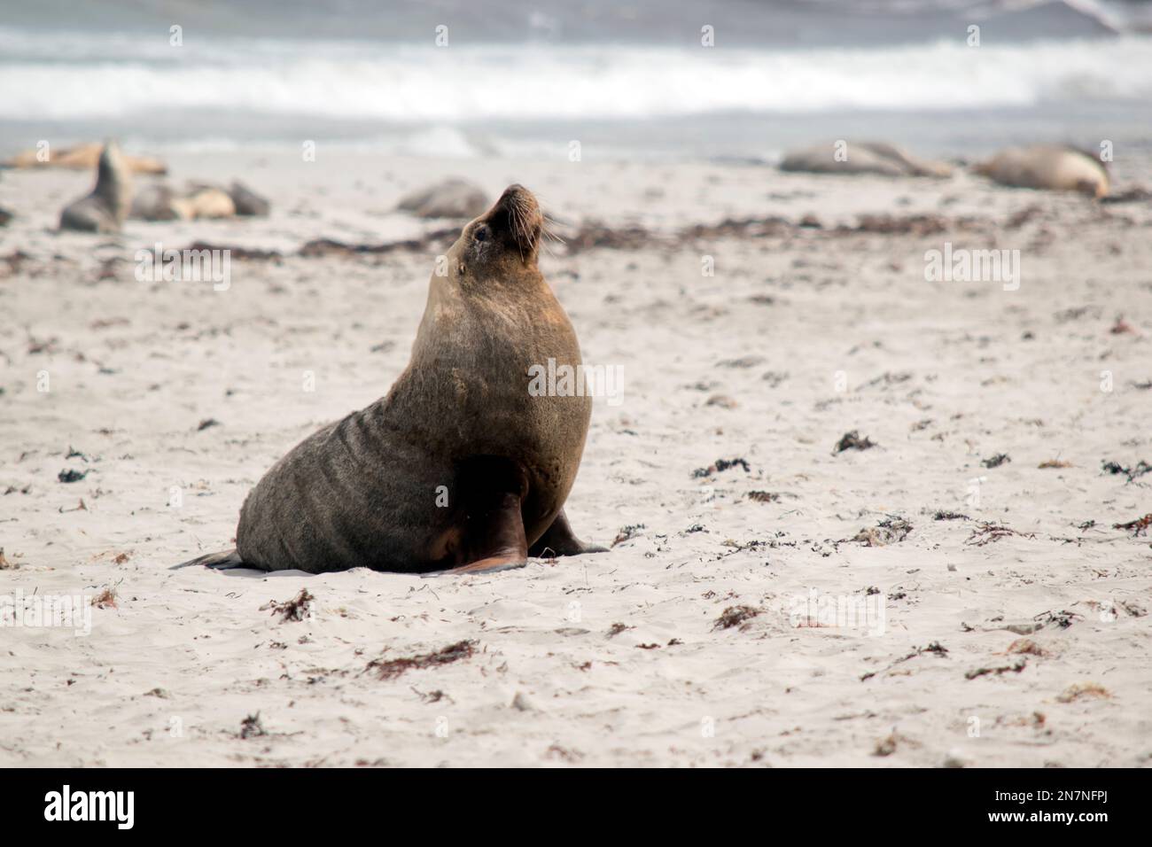 the male sea lion is walking on the beach looking for a place to rest Stock Photo