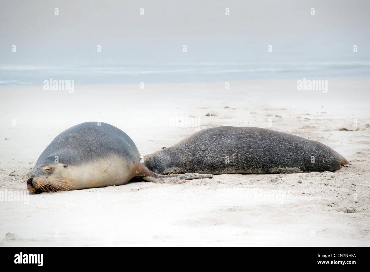 the sea lion pup is suckling from its mother Stock Photo