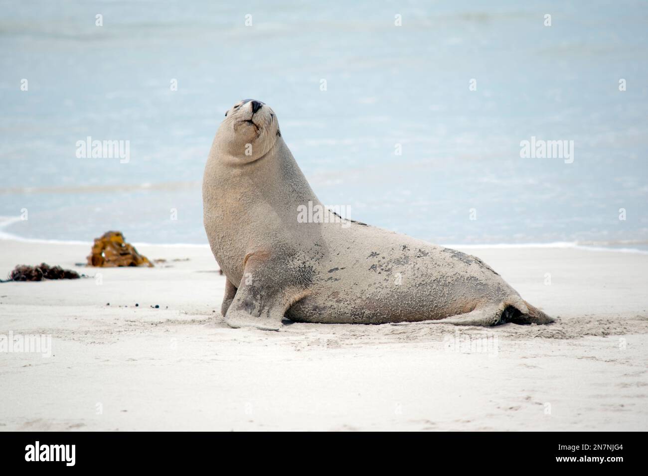 the sea lions are resting on the beach at sealo bay Stock Photo