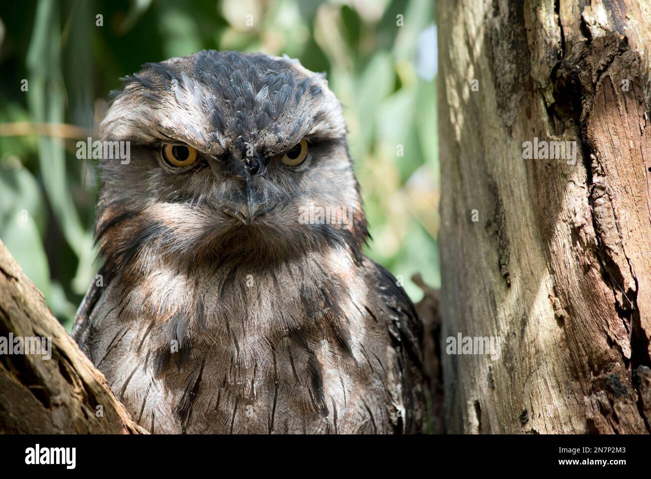 the tawny frogmouth is perched in the fork of a tree Stock Photo