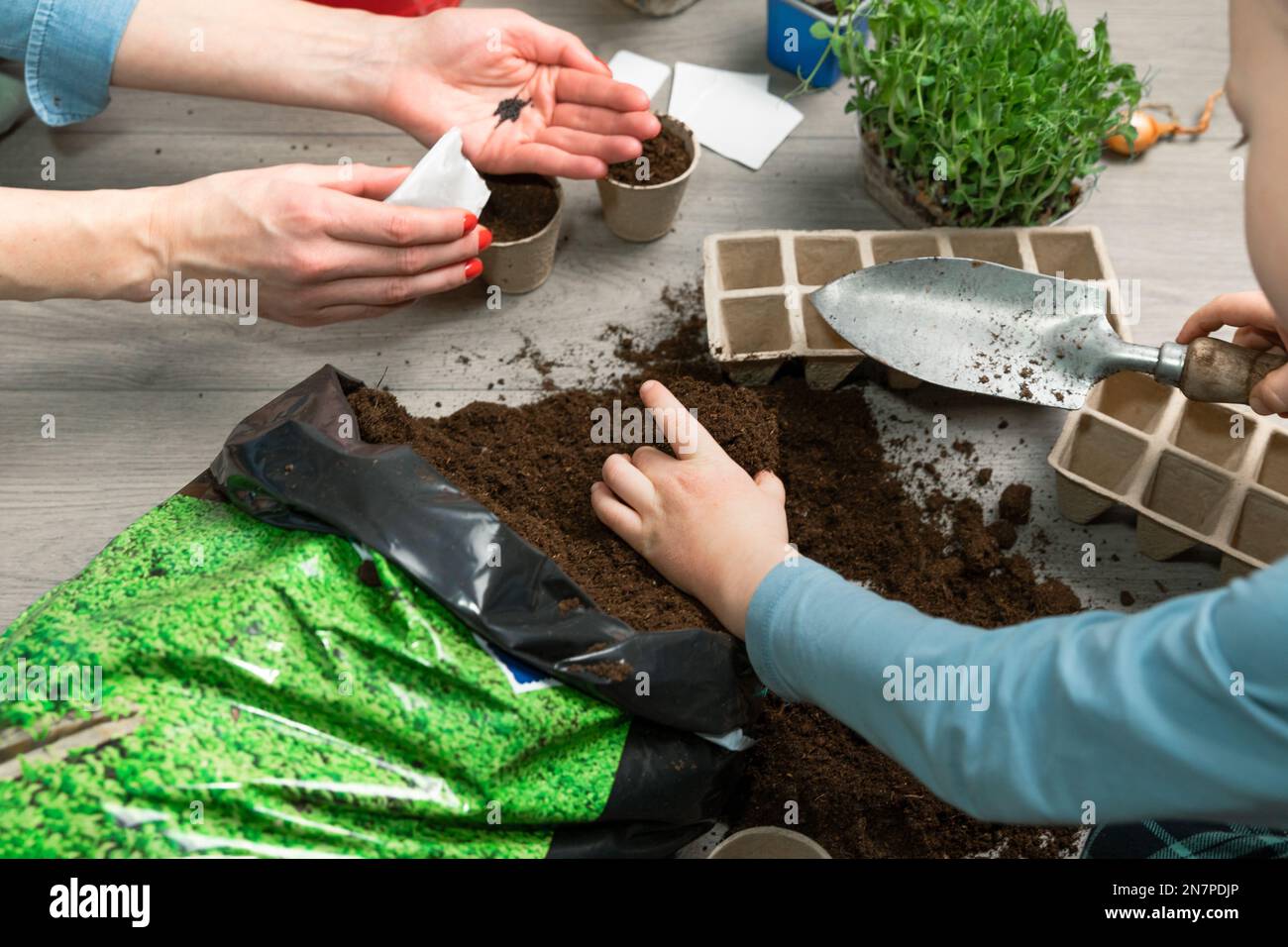 Mother and child planting seeds at home in fertile black earth. In background freshly grown sprouts. Spring and gardening concept. Stock Photo