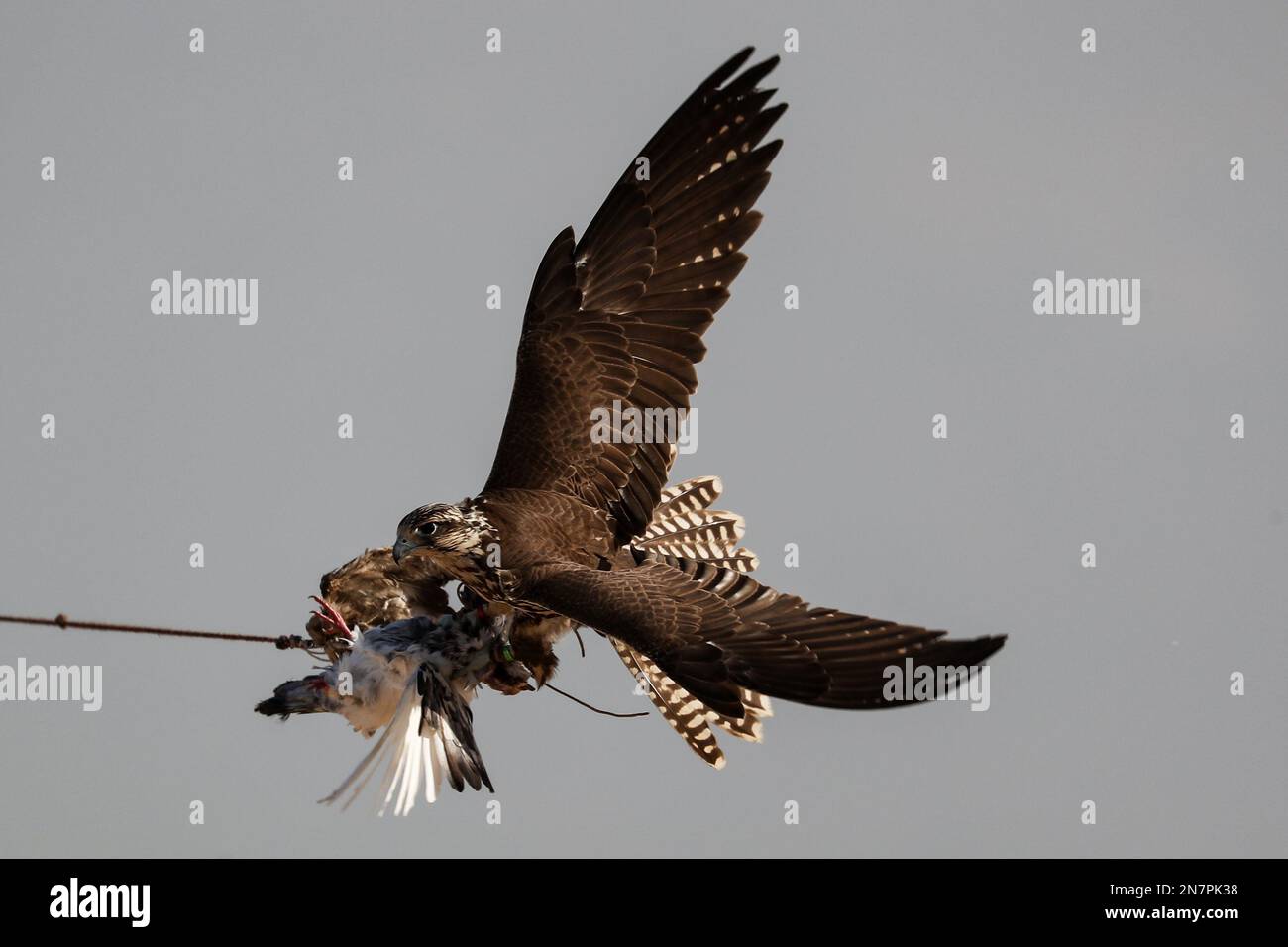 Falcon Bird Racing Borg El Arab, Egypt. 10th Feb, 2023. A falcon preys on a pigeon, held ...