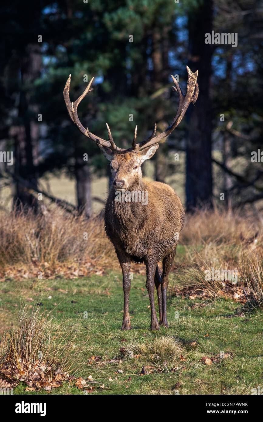 An upright vertical portrait of a red deer stag as he stands facing the camera in a natural woodland setting Stock Photo