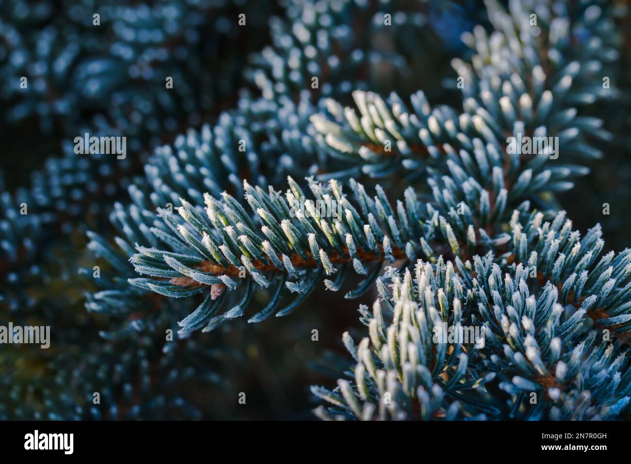Frosted branches of growing Christmas trees Stock Photo Alamy