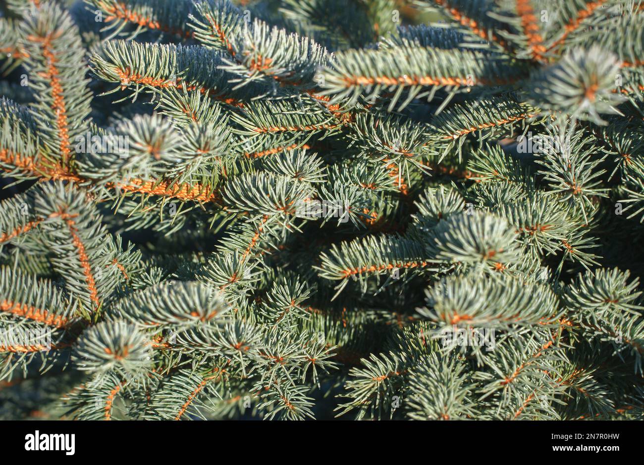Frosted branches of growing Christmas trees Stock Photo Alamy