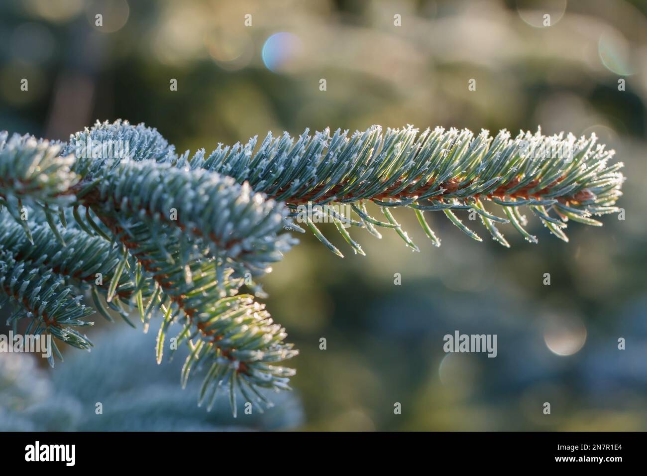 Frosted branches of growing Christmas trees Stock Photo Alamy