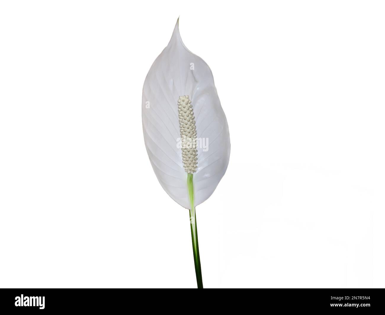 Peace lily flower isolated on white. Spathiphyllum plant Stock Photo