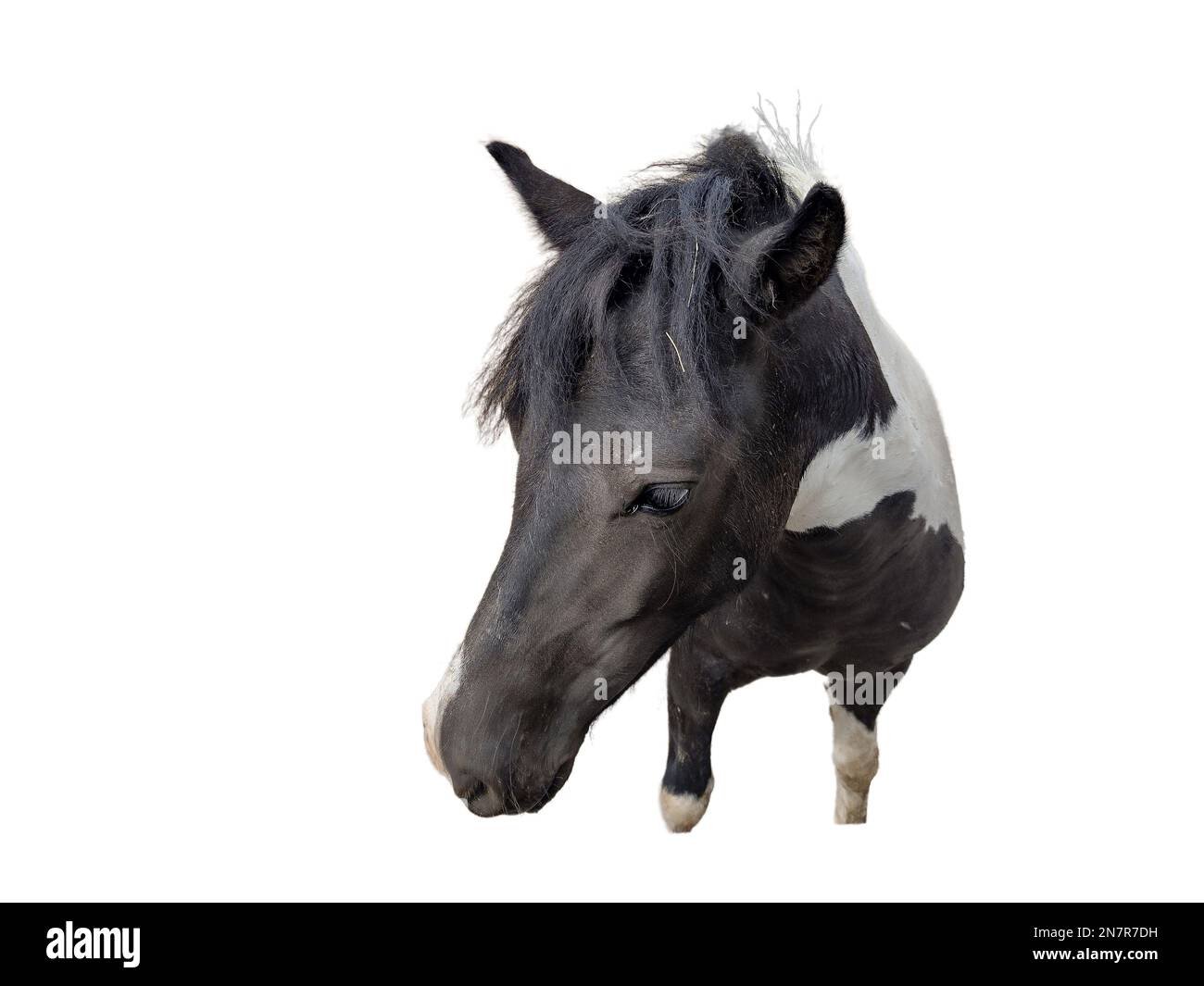 Black horse with white spots. Portrait of a horse Stock Photo