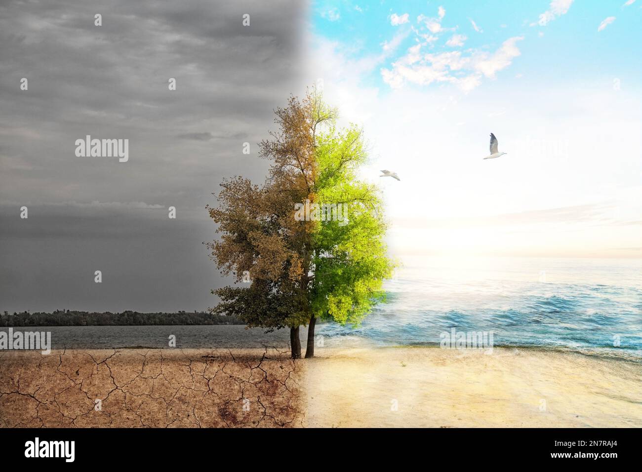 the line between weather and bad weather, the tree is green on one side and dry and gray on the other, climate change Stock Photo