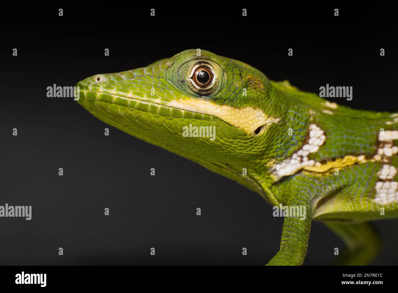 A side view portrait of a Cuban knight anole lizard with blur dark background Stock Photo