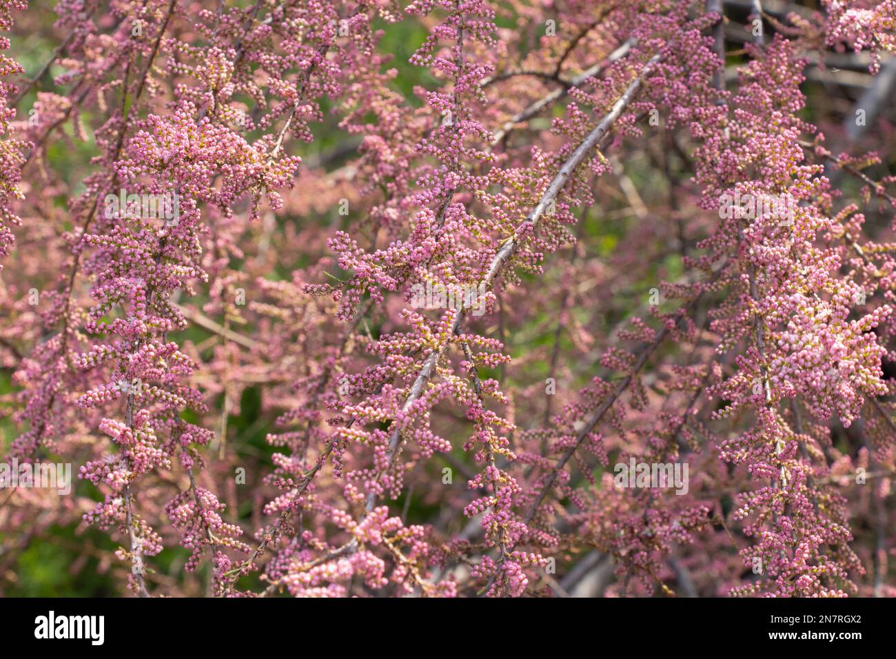 Tamarix bush, blooming in early spring in Ukraine, flowering bush Stock Photo