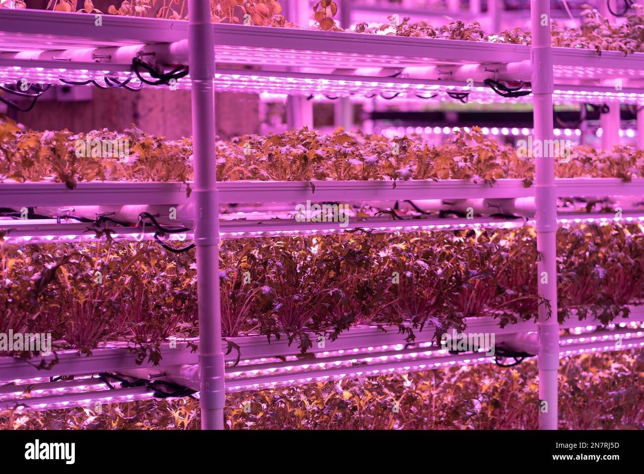 Mizuna lettuce microgreens growing under led lightening in vertical ...