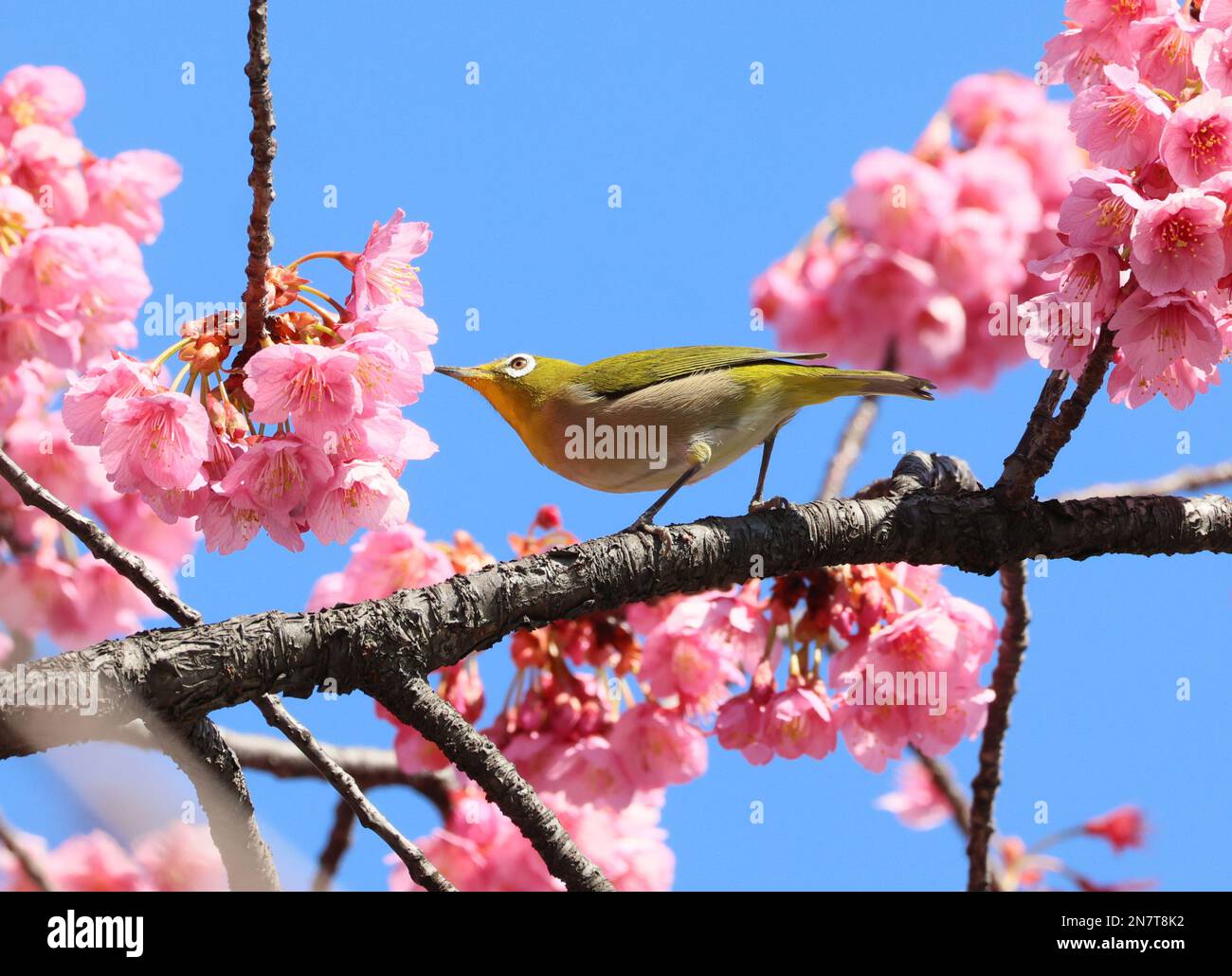 Tokyo, Japan. 11th Feb, 2023. A bird perches on a branch of early