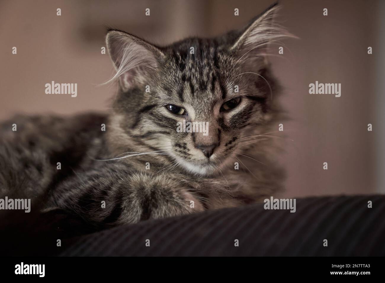 A gray tabby cat laying on a couch in a house Stock Photo - Alamy