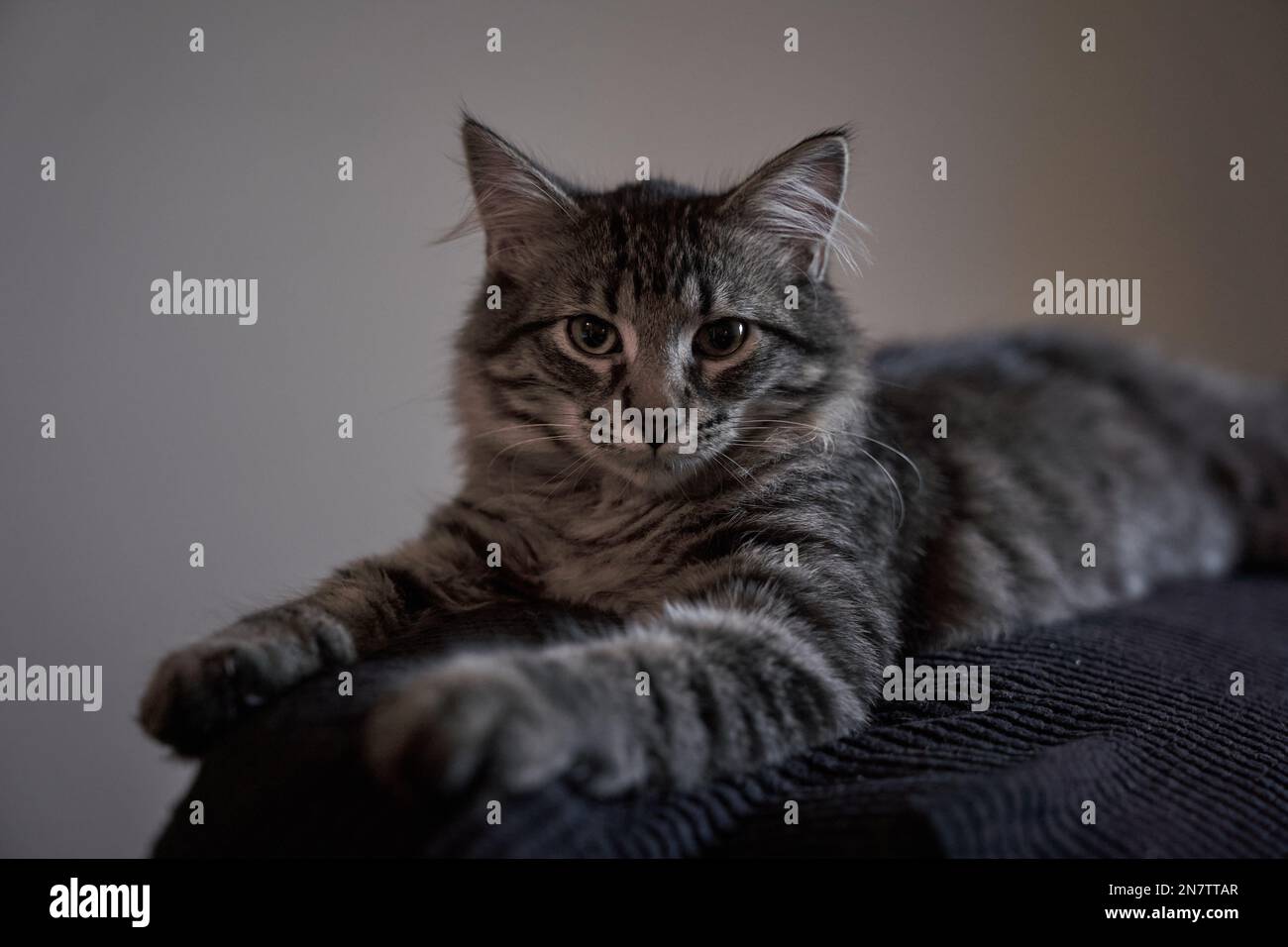 A gray tabby cat laying on a couch in a house Stock Photo - Alamy