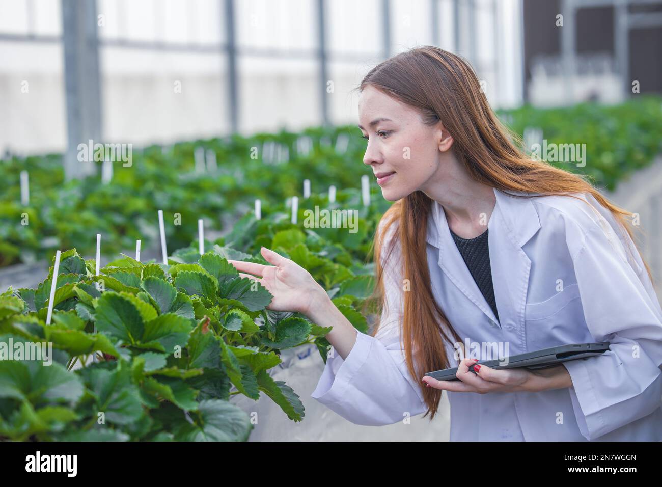 scientist working in organic agriculture farm research new chemical formula extract from plant for medical concept. Stock Photo