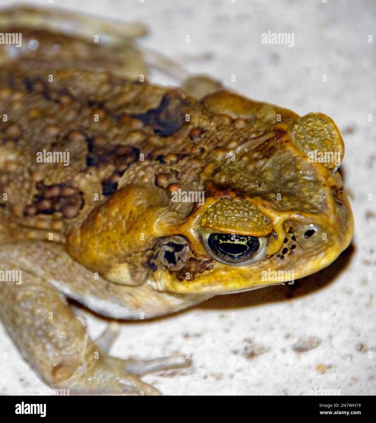 Head and shoulders of cane toad, rhinella marina, in Queensland garden