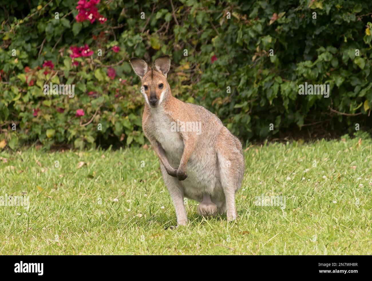 Australian male, wild, rednecked wallaby,  Macropus rufogriseus, sitting in on lawn of of private Australian garden in Queensland. Frequent visitor. Stock Photo