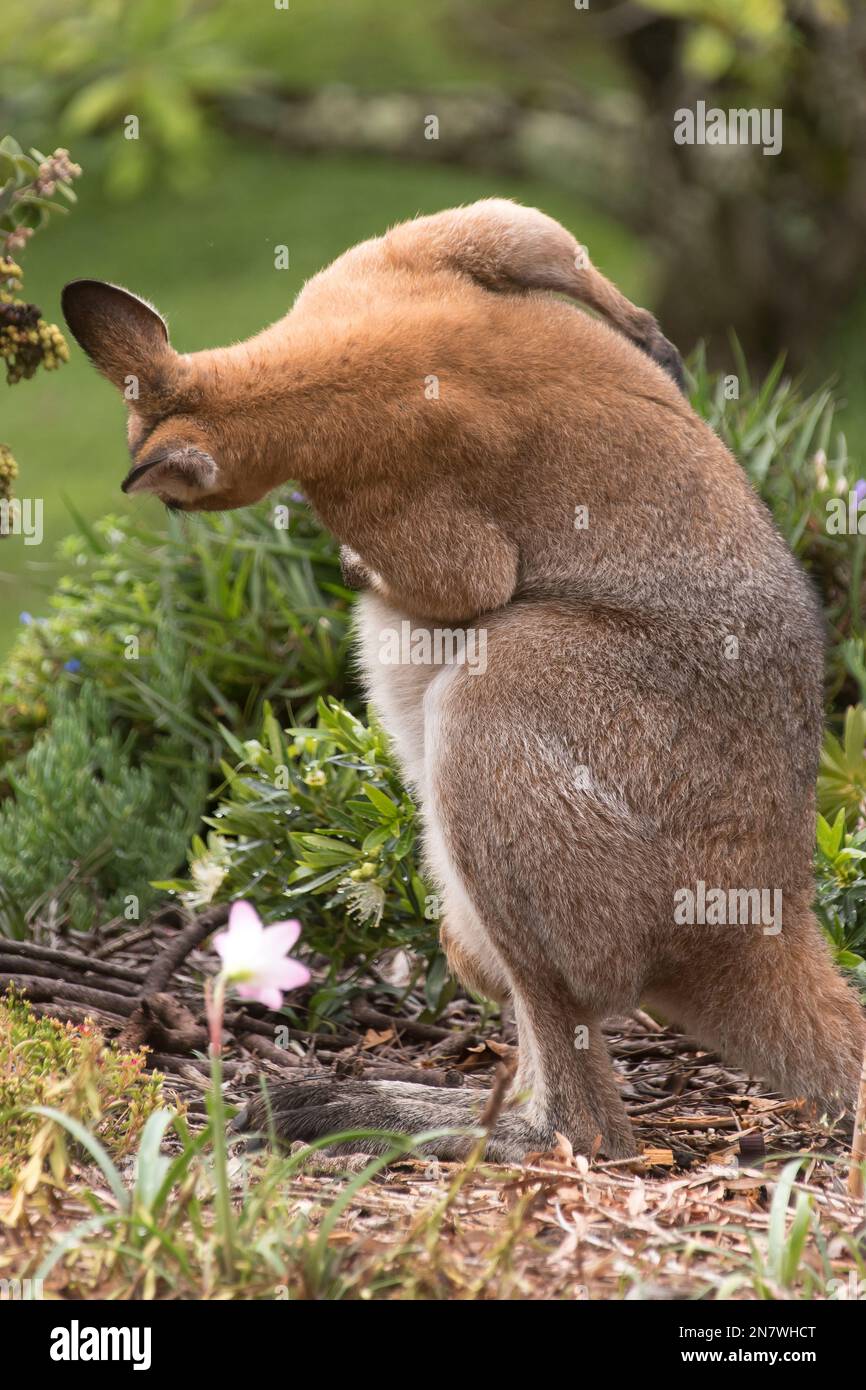 Australian male, wild, rednecked wallaby,  Macropus rufogriseus, sitting in flower-bed of of private Australian garden, Queensland. Frequent visitor. Stock Photo