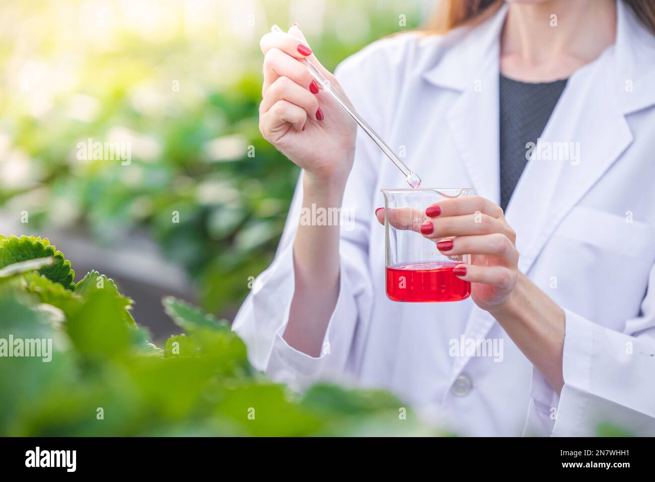 closeup scientist discover liquid chemical formula extract from plant work in organic argriculture fram Stock Photo