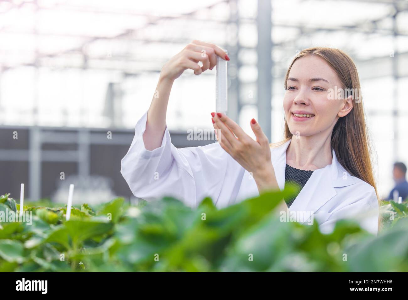 scientist working in organic agriculture farm research new chemical formula extract from plant for medical concept. Stock Photo