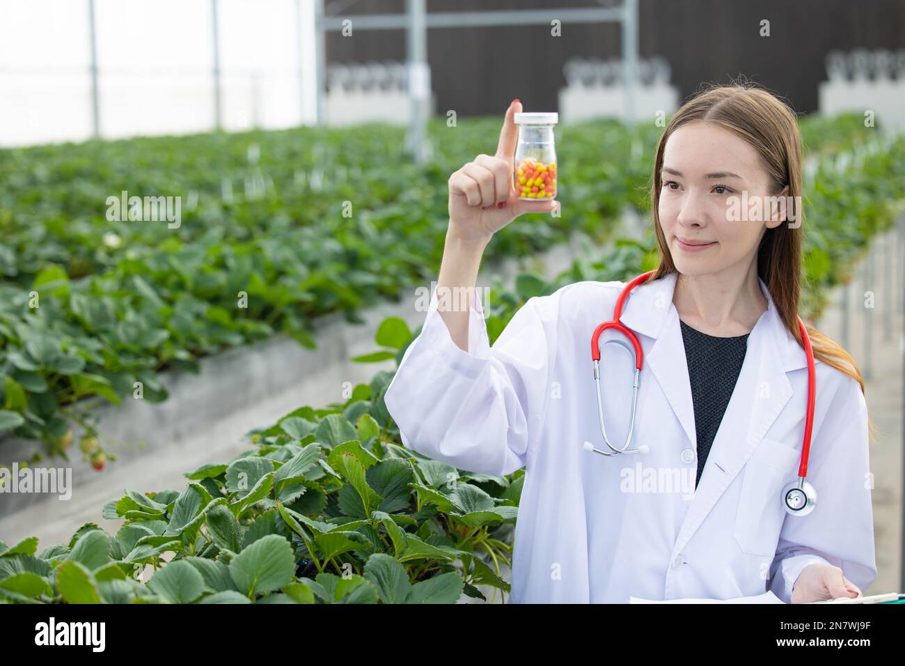doctor scientist work research in organic herb farm lab discovery medicine pill extract from plant Stock Photo