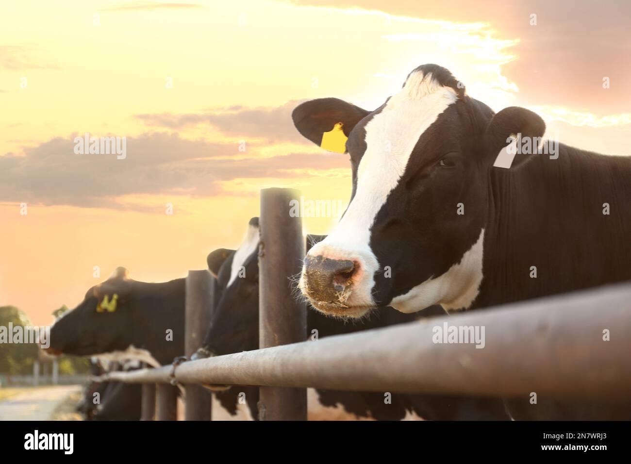 Pretty cow hi-res stock photography and images - Page 3 - Alamy