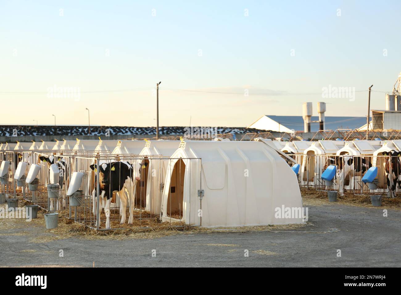 Pretty little calves near their hutches on farm. Animal husbandry Stock Photo