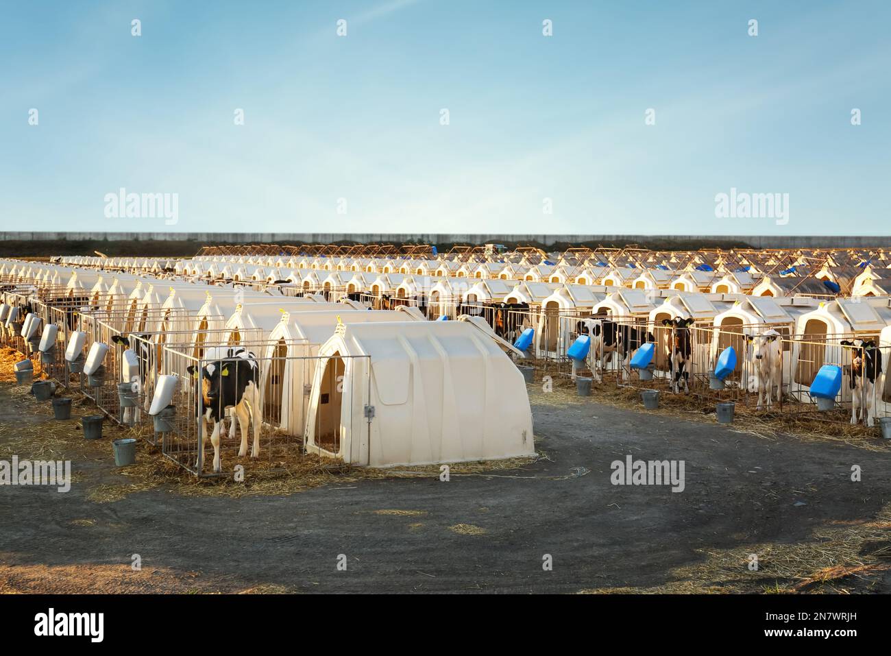 Pretty little calves near their hutches on farm. Animal husbandry Stock Photo