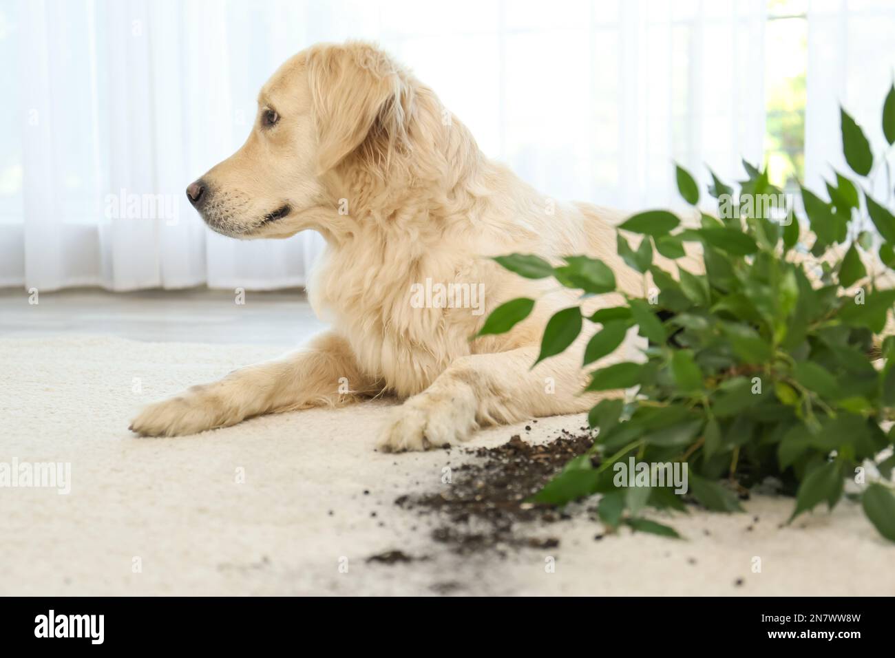Cute Golden Retriever dog near overturned houseplant on light carpet at home Stock Photo