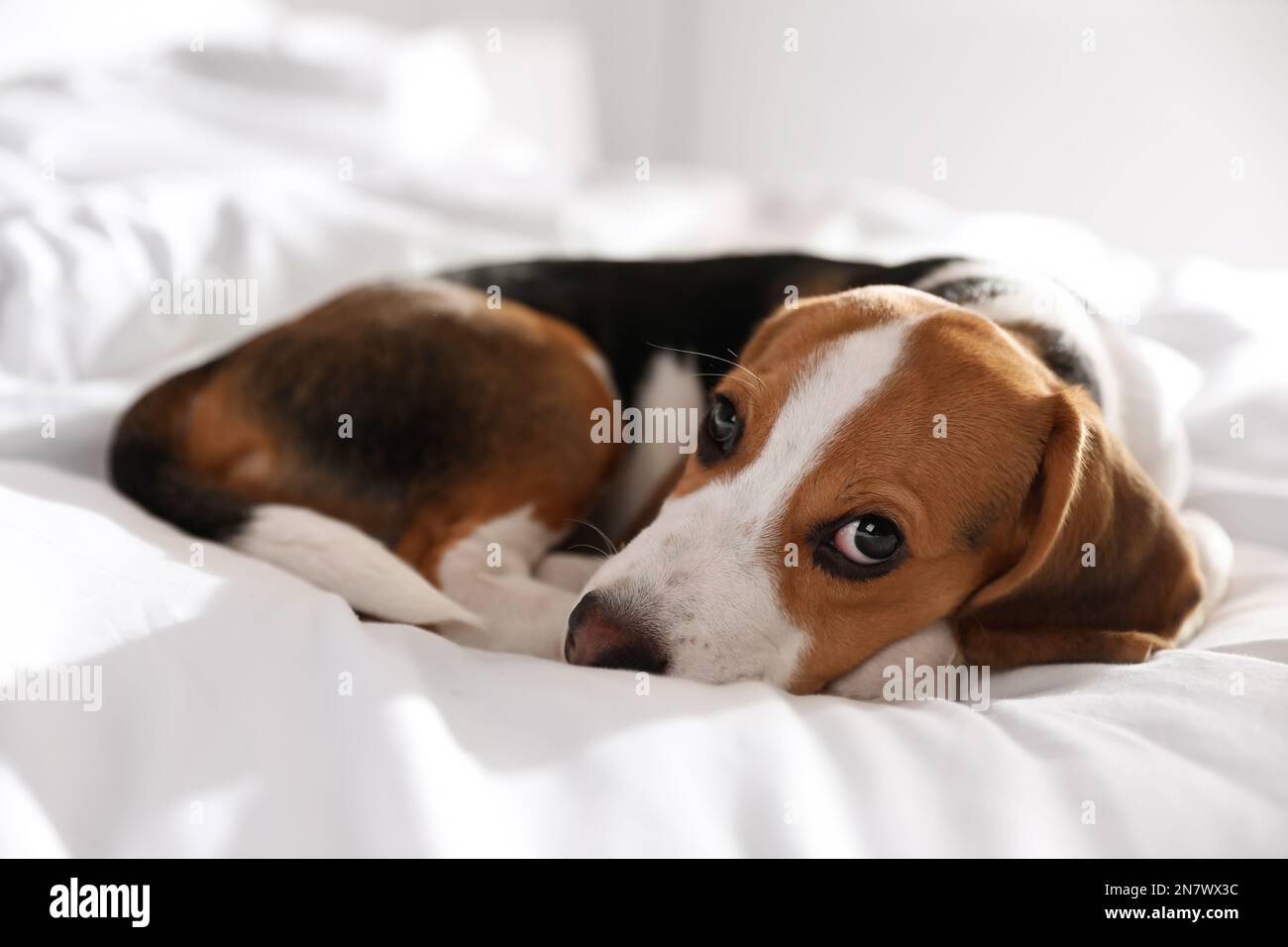 Cute Beagle puppy sleeping on bed. Adorable pet Stock Photo - Alamy