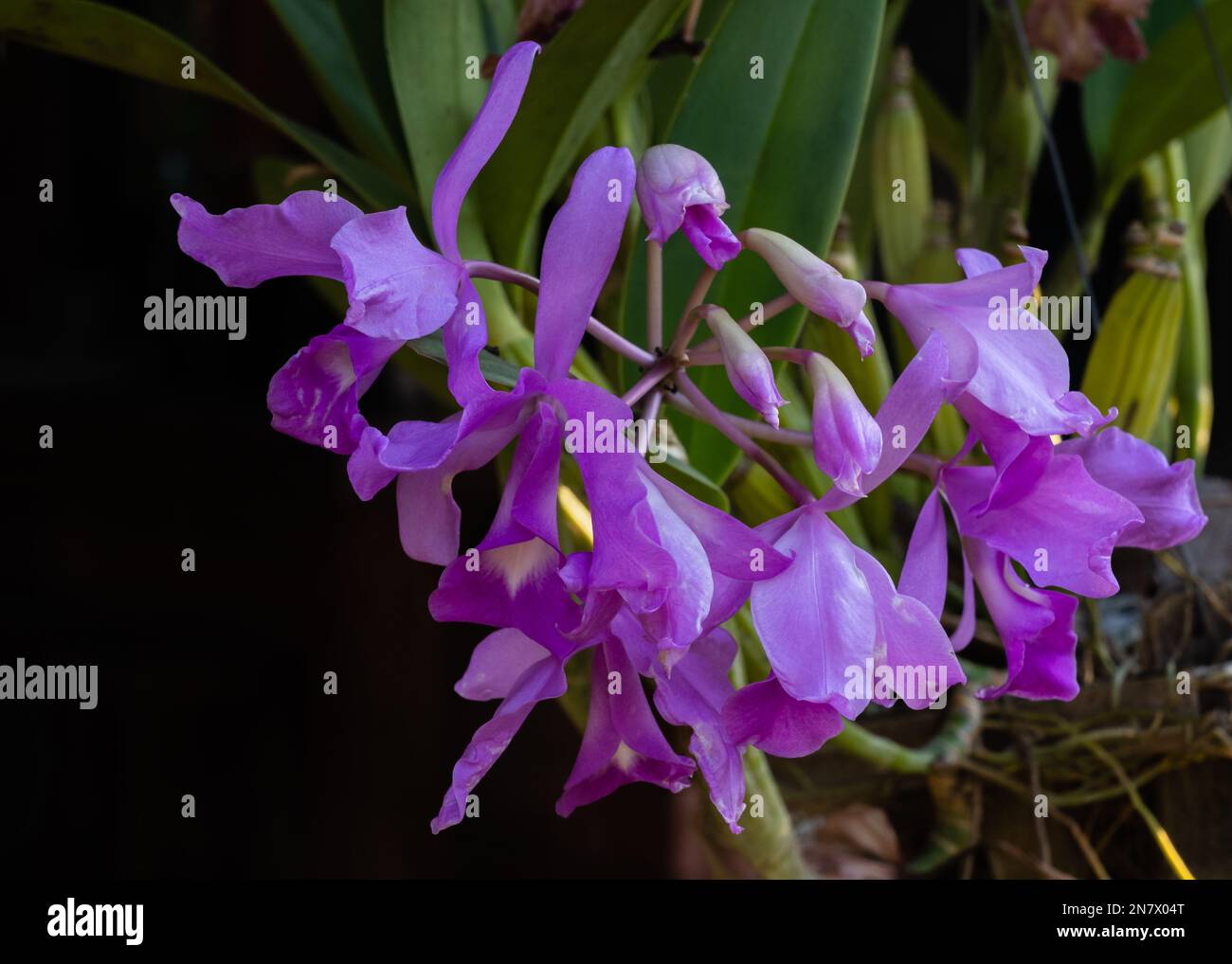 Closeup view of bright purple flowers of cattleya orchid hybrid blooming outdoors on black background Stock Photo