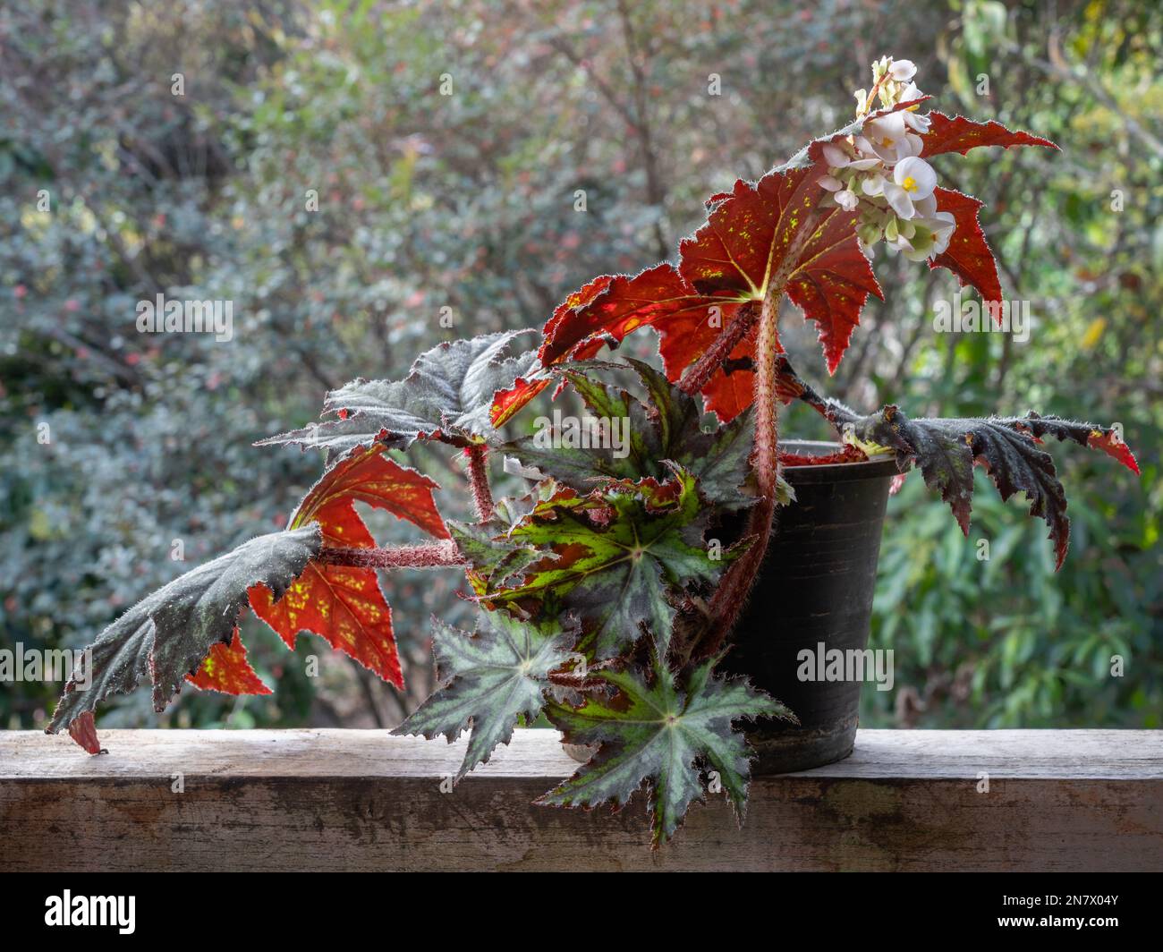 View of blooming begonia heracleifolia aka star leaf begonia with green