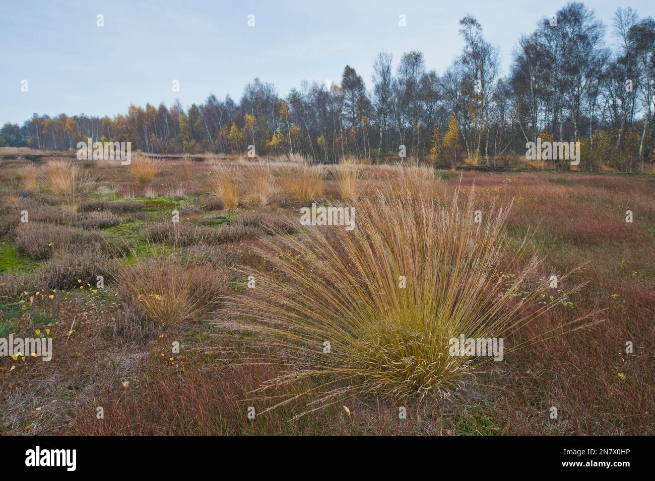Purple moor grass (Molinia caerulea) in the moor, Emsland, Lower Saxony, Germany Stock Photo