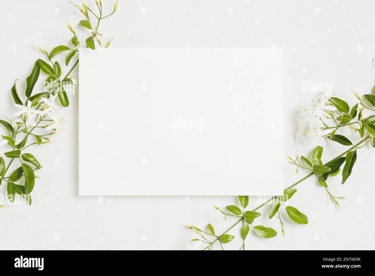 (jasminum) auriculatum flower twig with wedding card on white background Stock Photo