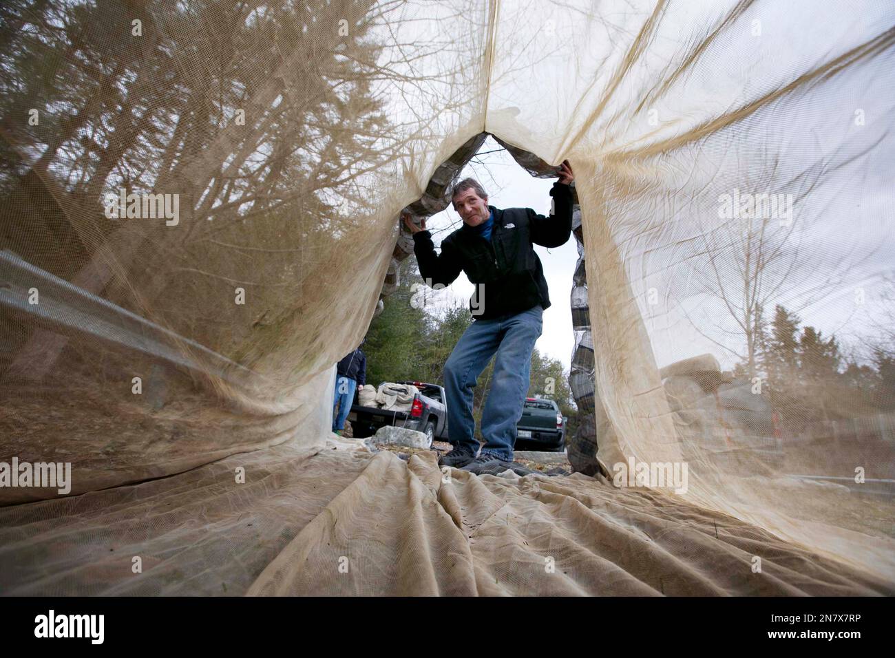 In this Thursday, March 14, 2013 photo, eel fisherman Mike Murphy, of  Cundy's Harbor, Maine, inspects a 30-foot-long fyke net, in Falmouth,  Maine. Last year, glass-eel fishermen at times got more than
