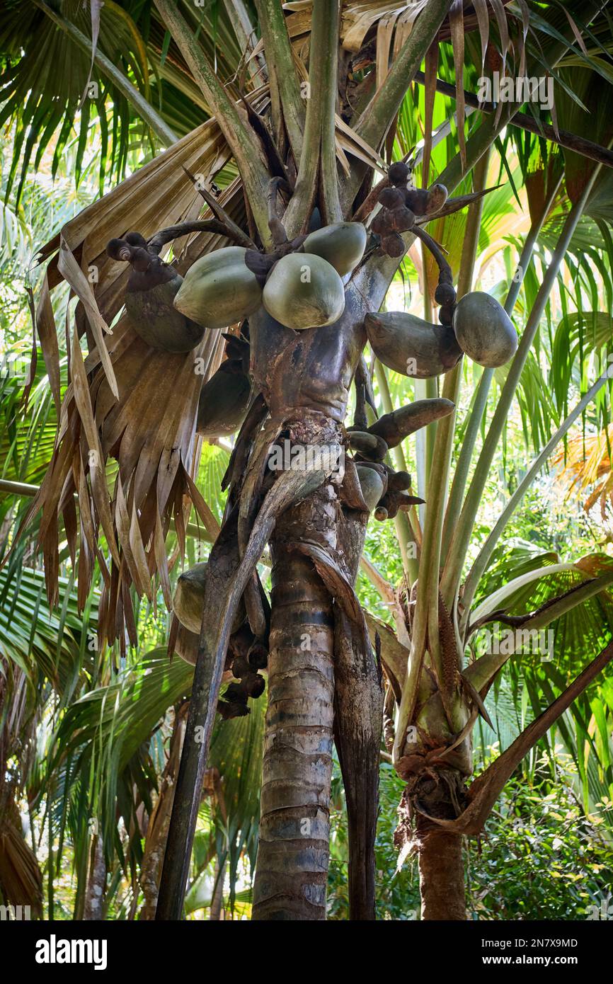 Huge nuts of Coco de mer palm tree in Vallee de Mai, Praslin Island ...
