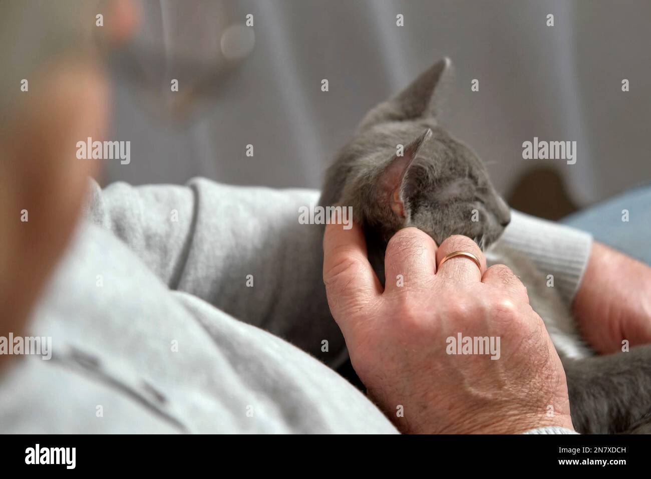 Elderly man sits and strokes a cat, feline therapy. Old man stroking a