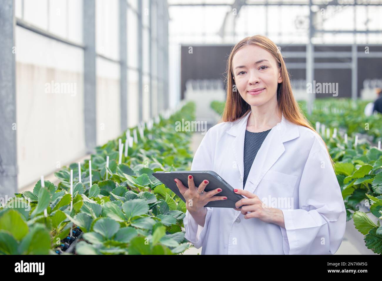 portrait scientist in large green house organic strawberry agriculture farm for plant research working woman. Stock Photo