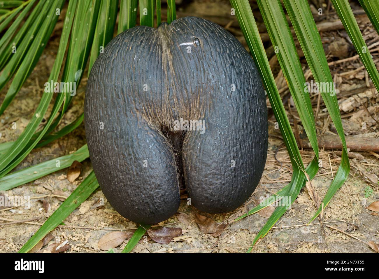 Huge nut of Coco de mer plant in Vallee de Mai, Praslin Island ...