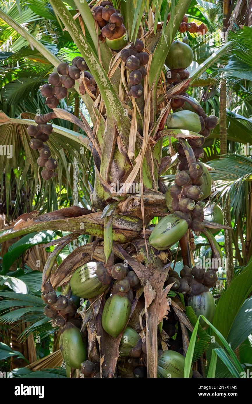 Huge nuts of Coco de mer palm tree in Vallee de Mai, Praslin Island ...