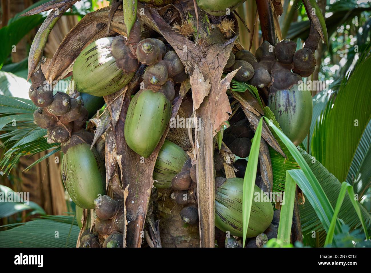 Huge nuts of Coco de mer palm tree in Vallee de Mai, Praslin Island, Seychelles Stock Photo Alamy