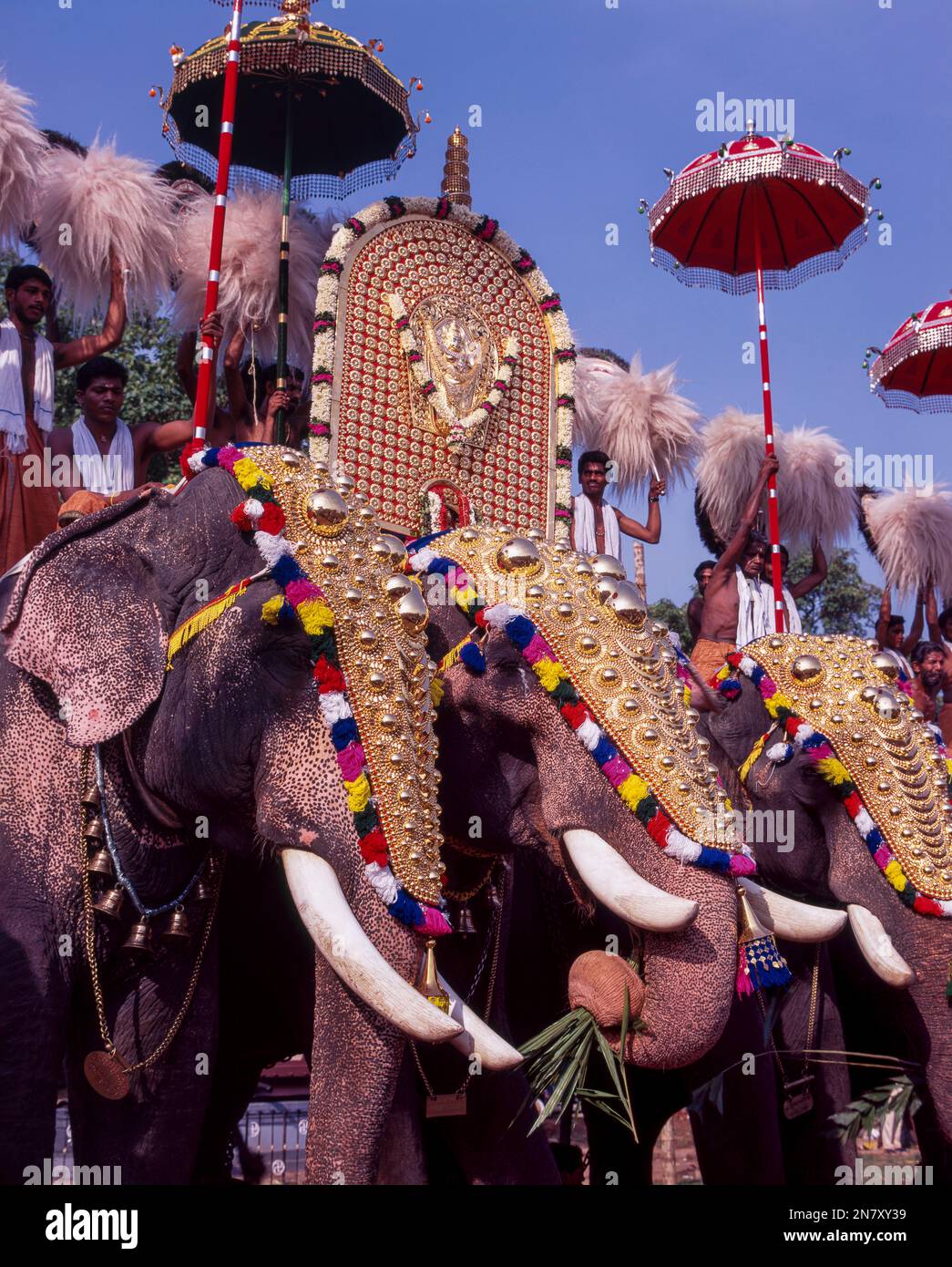 Caparisoned elephants in Pooram festival, Thrissur or Trichur, Kerala, India, Asia Stock Photo